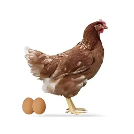 Gallinas - Roja
