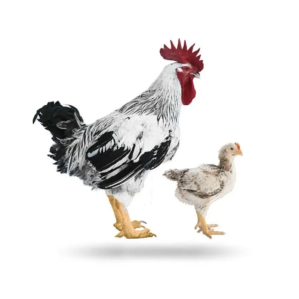 pollo engorde blanco.jpg