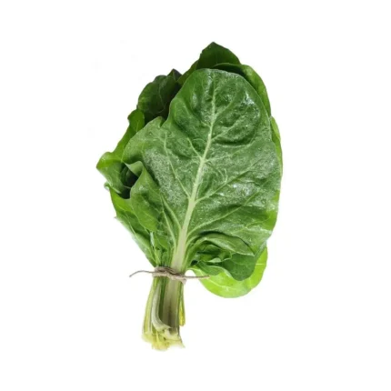 Plantel  De Acelga Verde