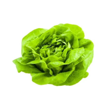 Plantel De Lechuga Maravilla De Verano