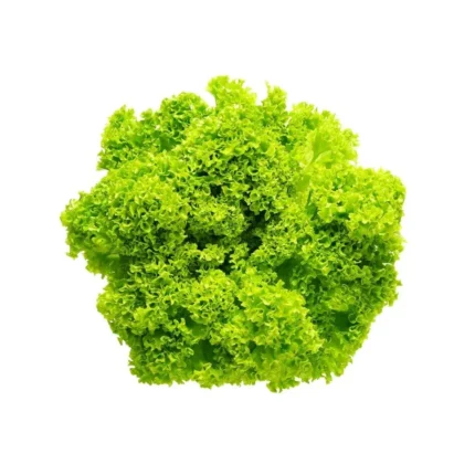 Plantel De Lechuga Lollo Verde