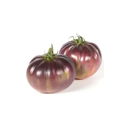 Plantel  De Tomate Azul Prince Noir