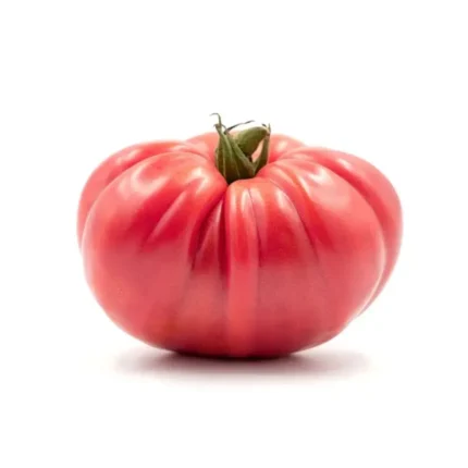 Plantel  De Tomate Belmonte Rosa