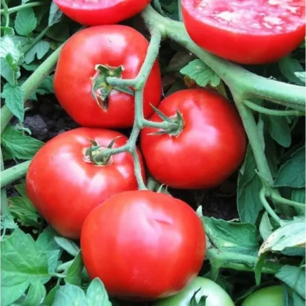 Plantel De Tomate Rastrero Globertroter