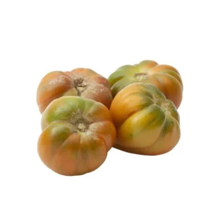 Plantel de tomate valenciano