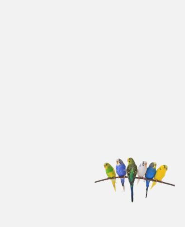 promo-banner-image